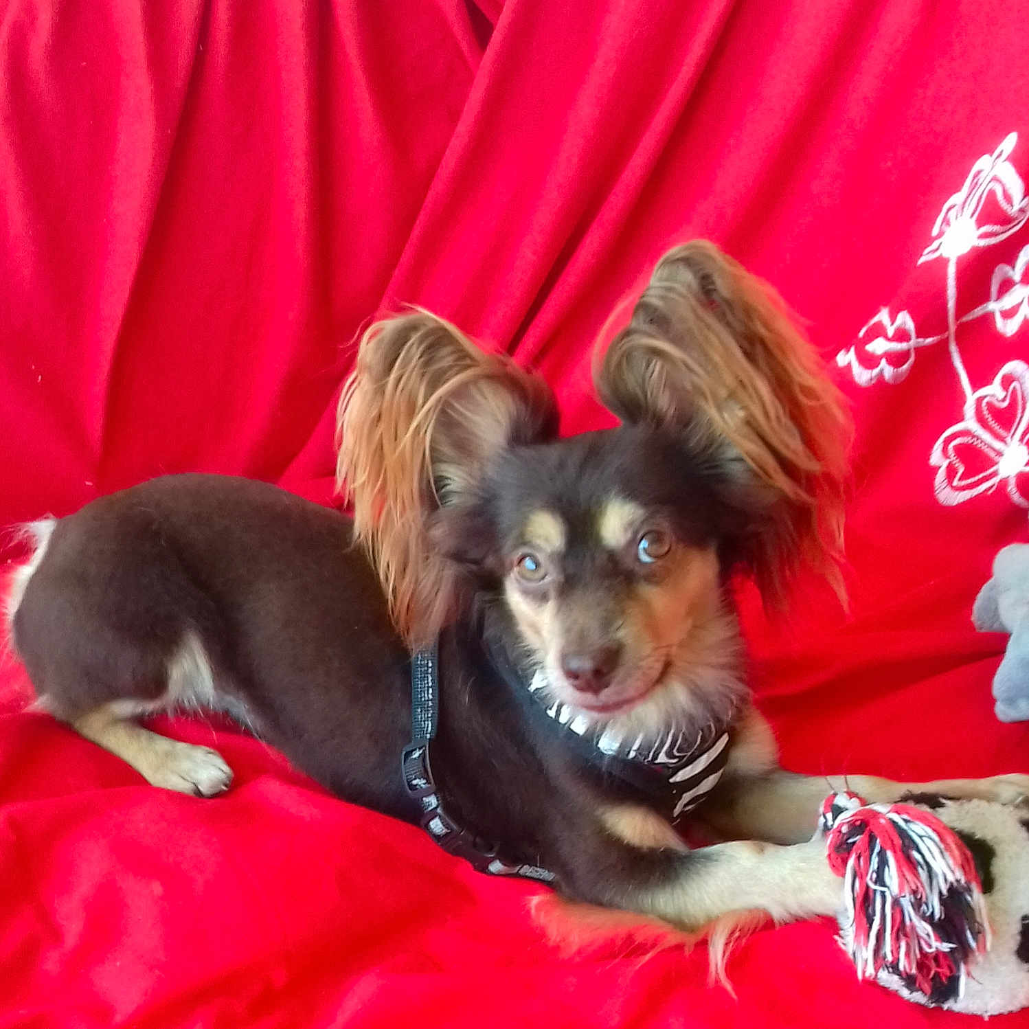 Maïtaï a rejoint le concours — aidez-le/la à gagner de superbes lots ! animal, black_fur, brown_fur, close_up, couch, curious, decor, dog, domestic_animal, fabric, fluffy_ears, indoor, lying_down, pet, red_couch, relaxed, rope_toy, small_dog, toy, white_fur