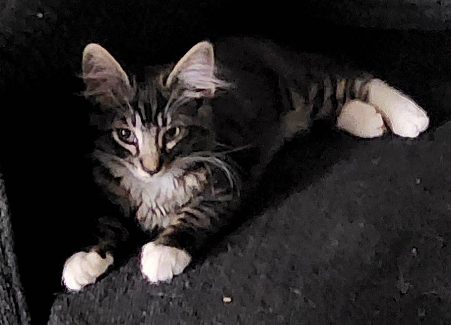 Sir Floof Defleur is registered to the contest to win money with this photo: carnivore, cat, claw, comfort, darkness, domestic_short_haired_cat, felidae, fur, grass, mammal, monochrome_photography, organism, paw, sitting, small_to_medium_sized_cats, tail, terrestrial_animal, vertebrate, whiskers, wildlife