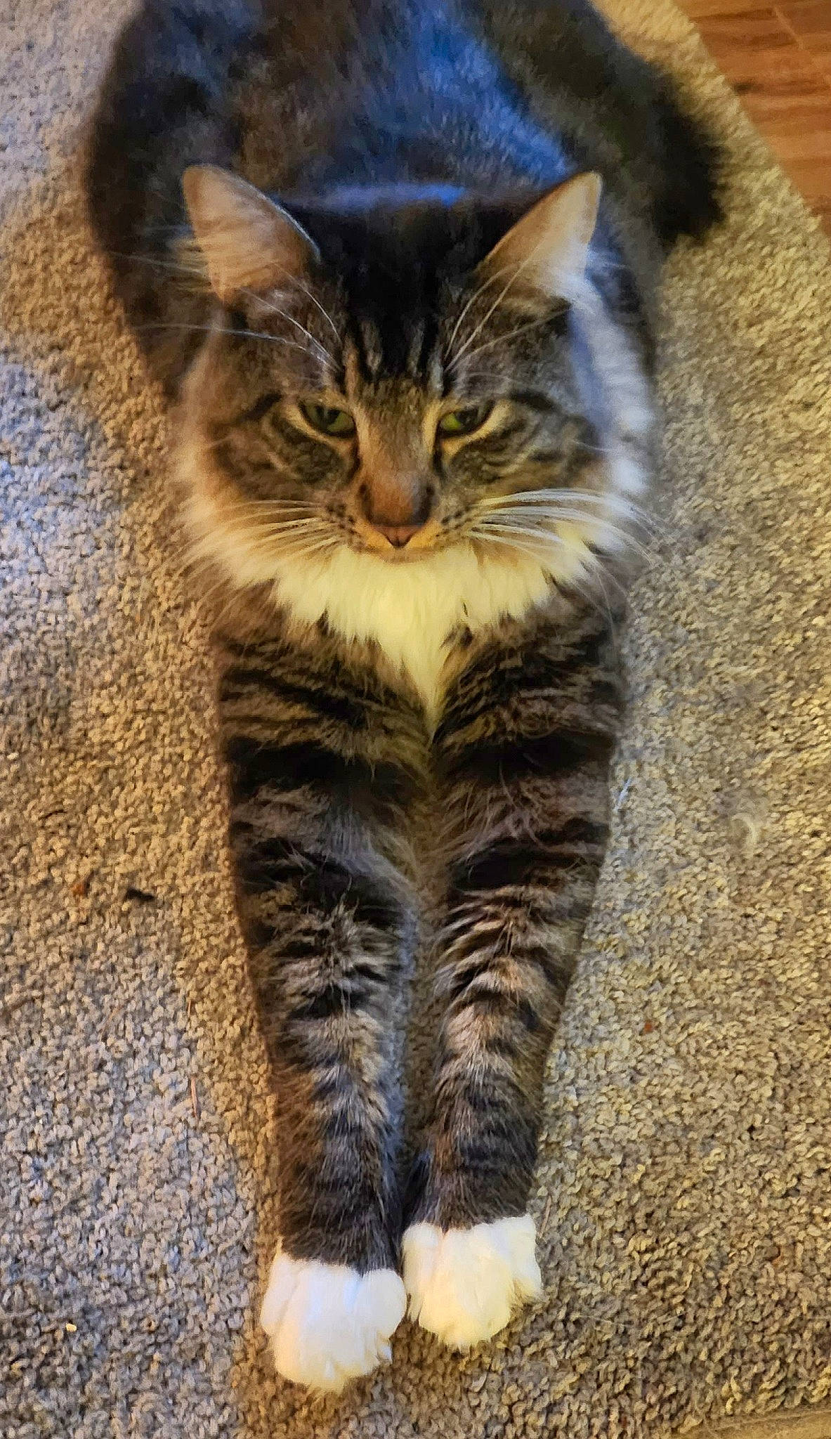 Sir Floof Defleur joined the competition — help win amazing prizes! carnivore, cat, claw, domestic_short_haired_cat, eye, fawn, felidae, fur, grass, paw, sitting, small_to_medium_sized_cats, snout, tail, terrestrial_animal, whiskers, wildlife