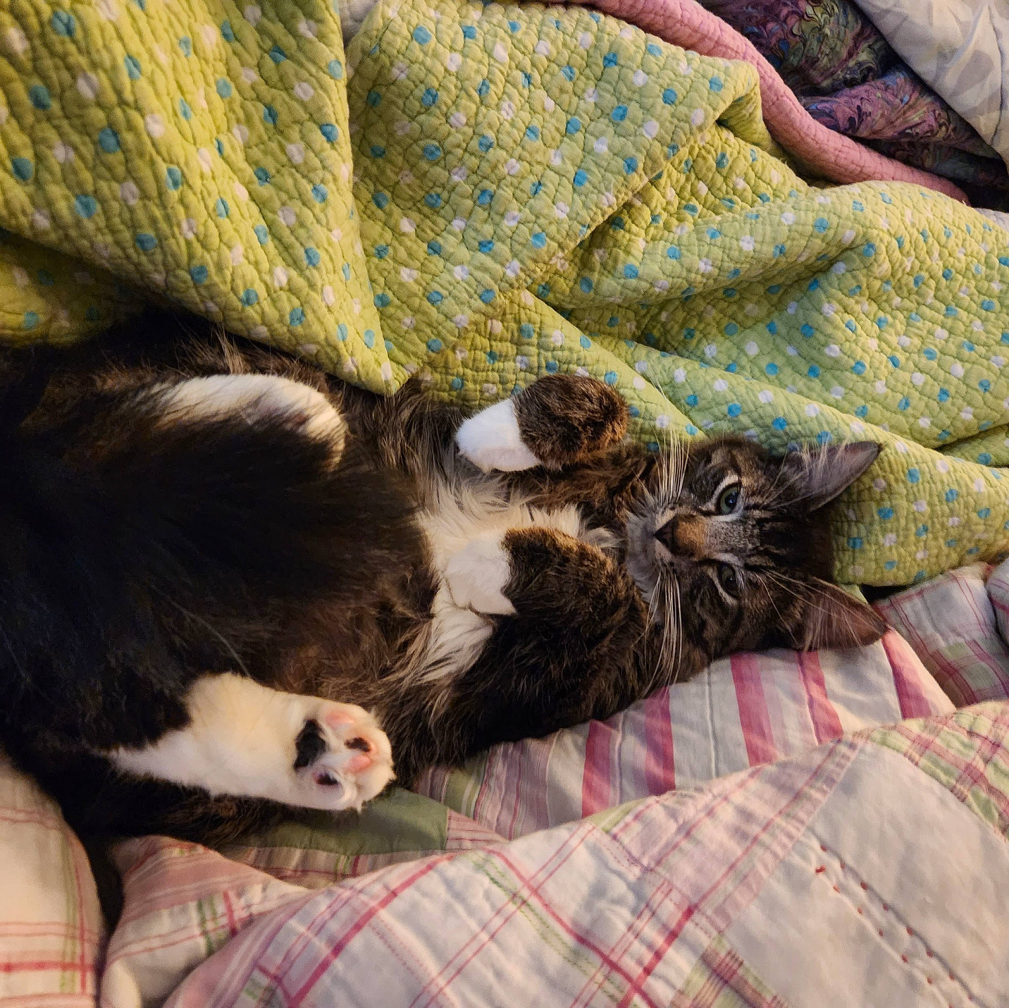 Sir Floof Defleur joined the competition — help win amazing prizes! carnivore, cat, claw, comfort, domestic_short_haired_cat, felidae, fur, grass, linens, mammal, nap, pattern, paw, plaid, small_to_medium_sized_cats, tail, tartan, terrestrial_animal, vertebrate, whiskers