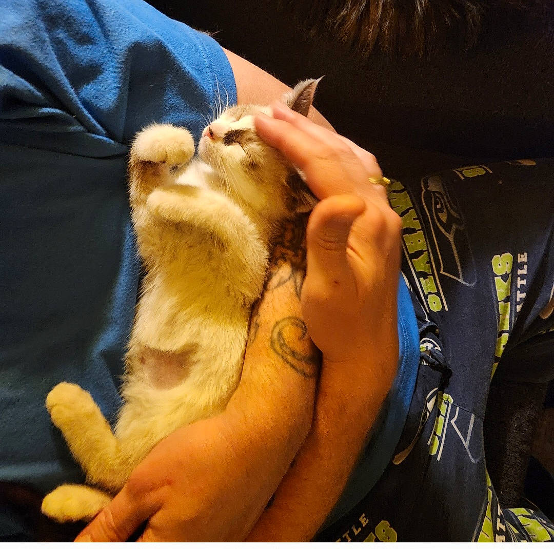 Rocky Chewbonka Luke joined the competition — help win amazing prizes! abdomen, carnivore, comfort, companion_dog, dog, dog_breed, fawn, felidae, finger, gesture, human_leg, jaw, medical_equipment, service, small_to_medium_sized_cats, snout, thumb, trunk, whiskers, wrist