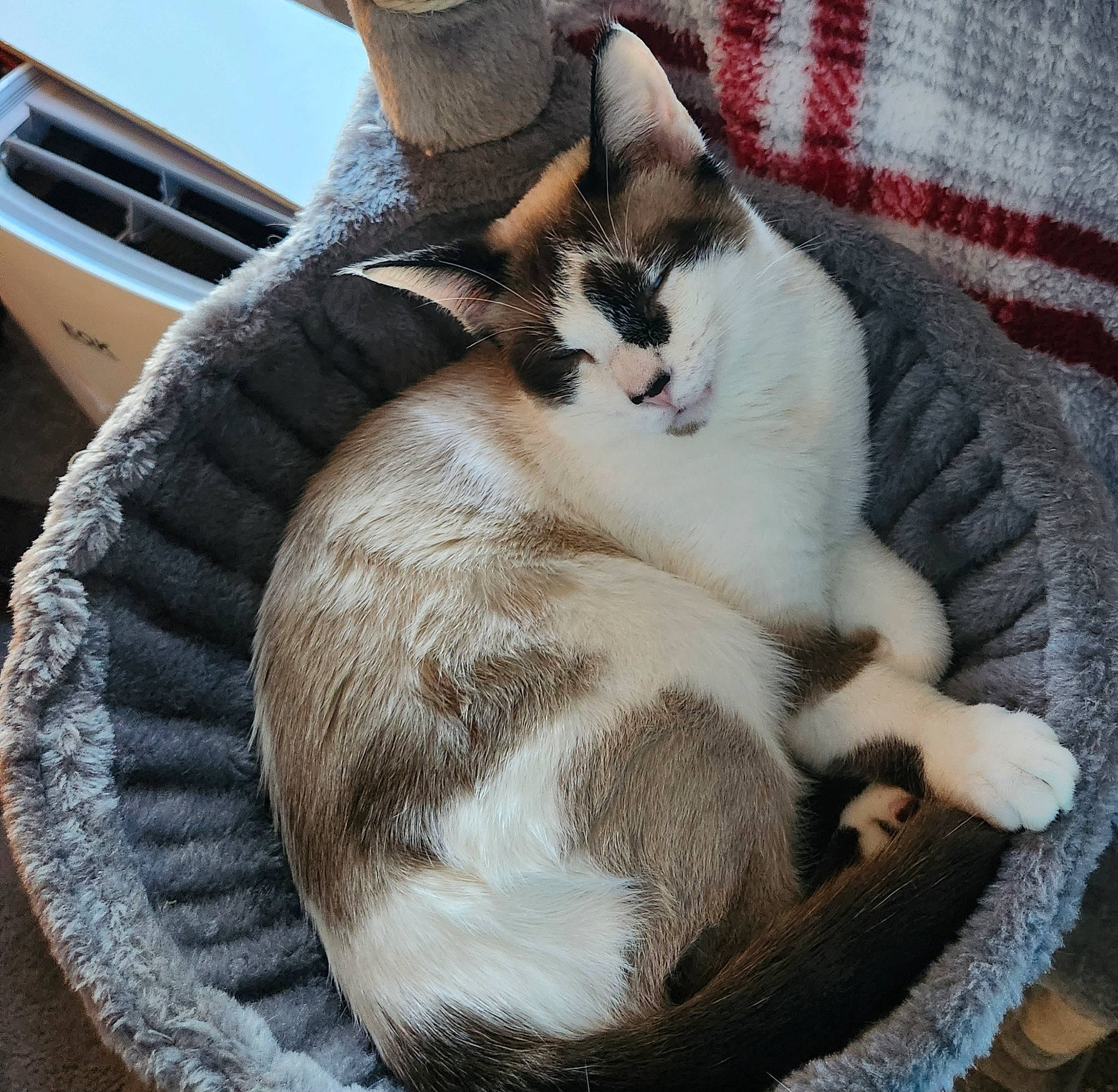 Rocky Chewbonka Luke