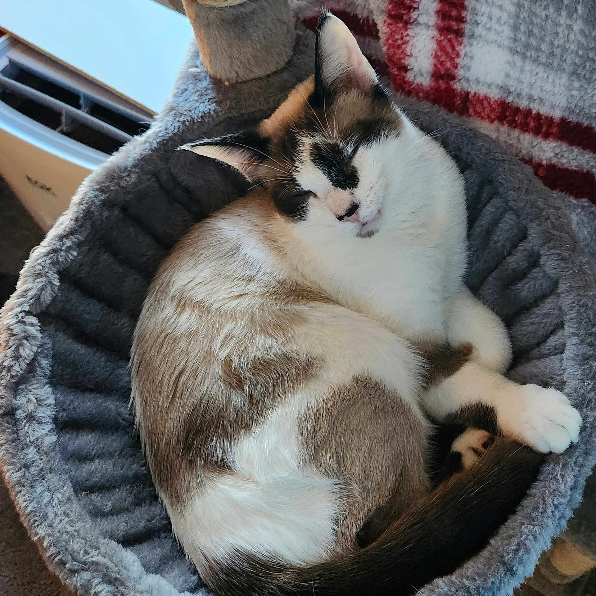 Rocky Chewbonka Luke