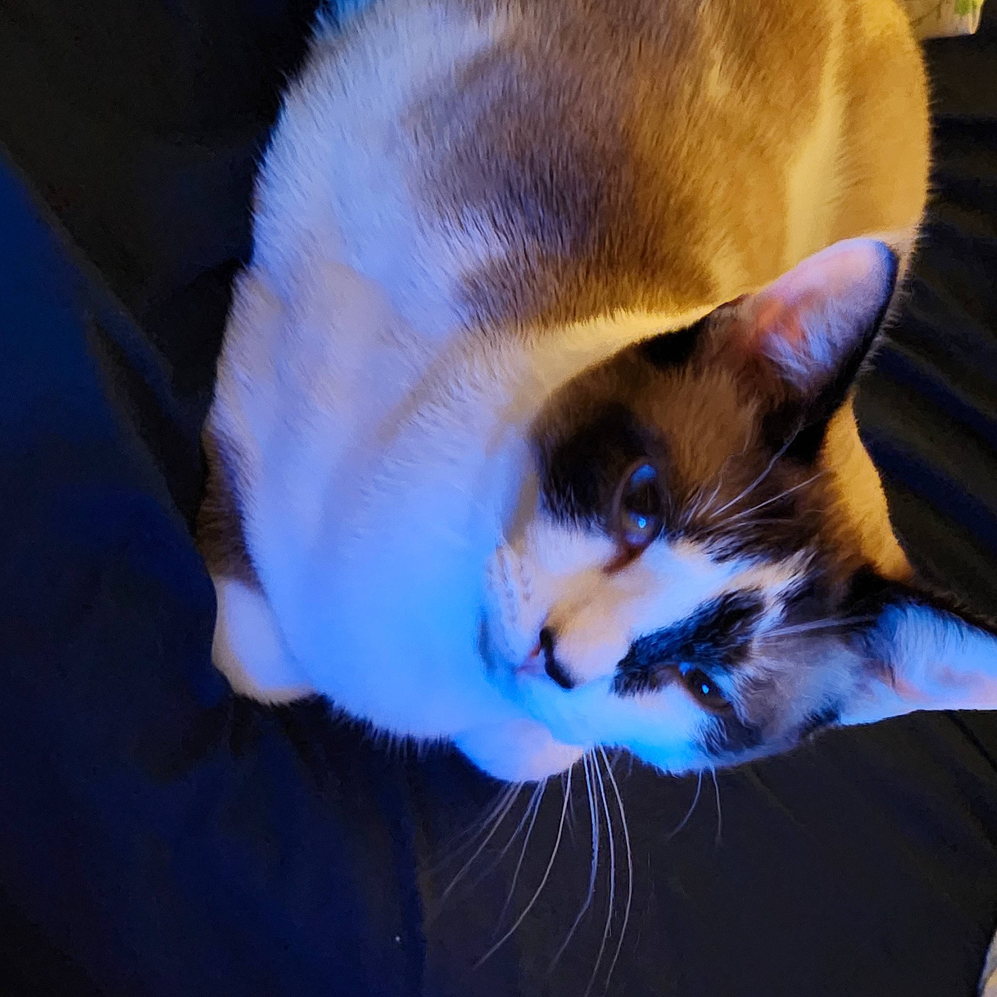 Rocky Chewbonka Luke is registered to the contest to win money with this photo: balinese, carnivore, cat, cat_supply, claw, comfort, darkness, domestic_short_haired_cat, ear, electric_blue, felidae, fur, grass, mammal, paw, small_to_medium_sized_cats, snout, tail, tree, whiskers