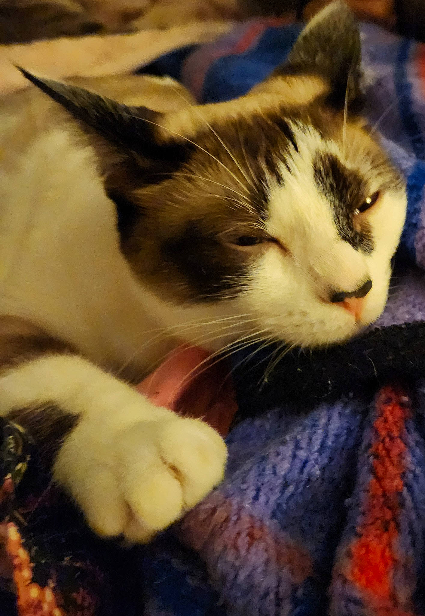 Rocky Chewbonka Luke joined the competition — help win amazing prizes! carnivore, cat, close_up, cloud, comfort, domestic_short_haired_cat, fawn, felidae, fur, mammal, nap, paw, plant, sky, small_to_medium_sized_cats, snout, tail, tree, vertebrate, whiskers