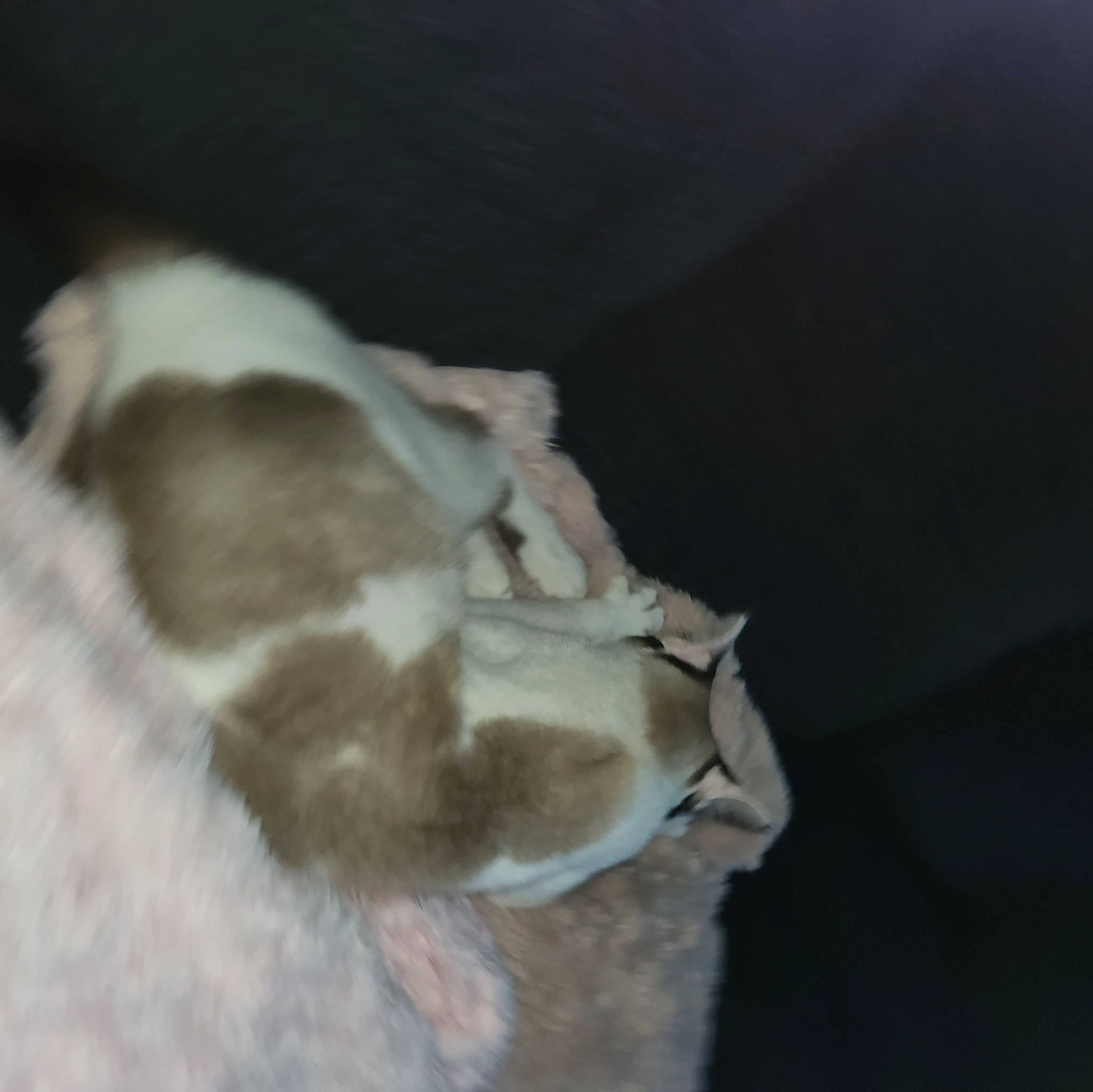 Rocky Chewbonka Luke is registered to the contest to win money with this photo: canidae, carnivore, cat, comfort, companion_dog, dog_breed, domestic_short_haired_cat, ear, fawn, felidae, fur, nap, paw, sleep, small_to_medium_sized_cats, snout, sporting_group, tail, whiskers