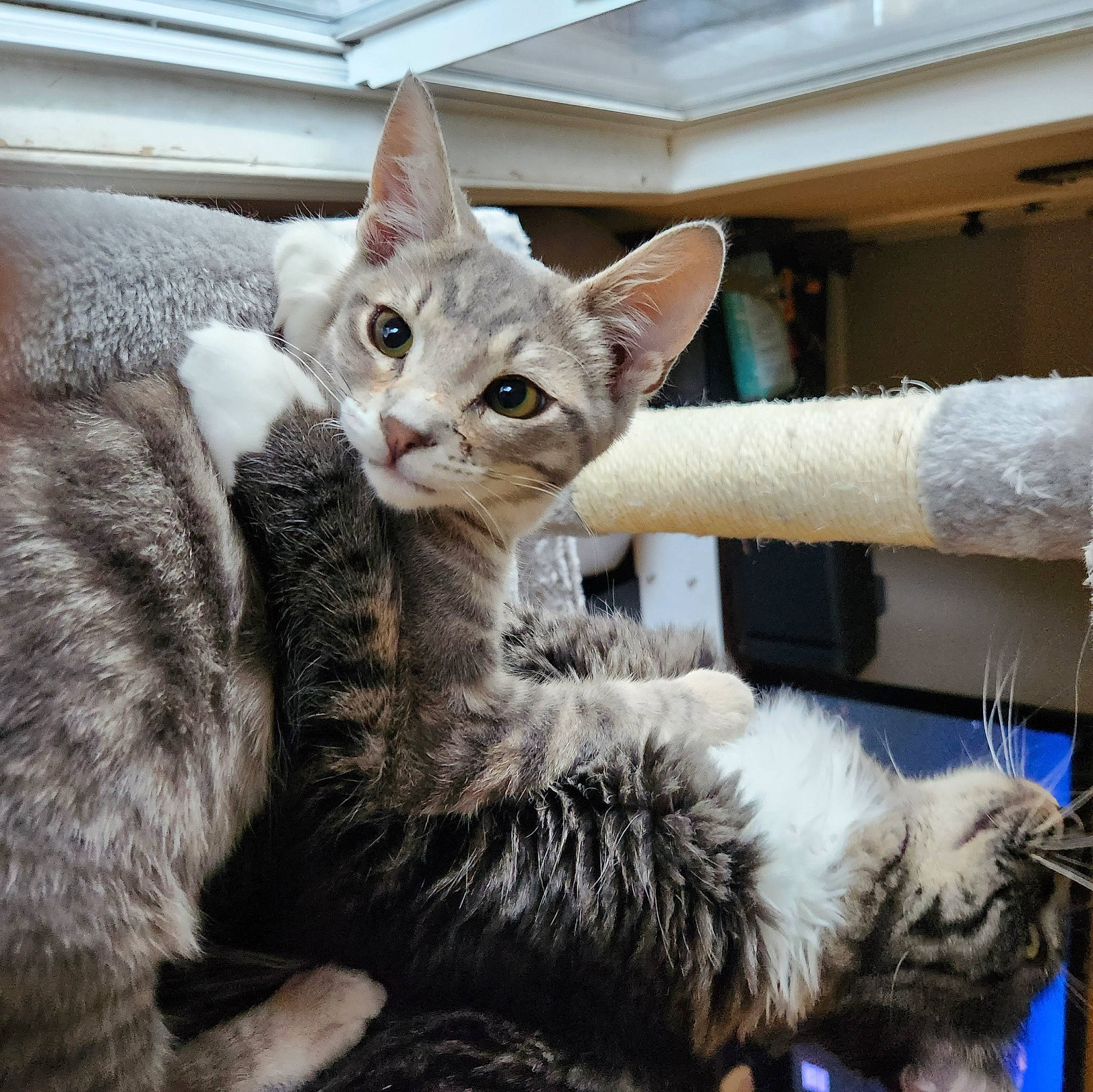 Dupli-cat Monkey Lunchbox is registered to the contest to win money with this photo: carnivore, cat, cat_furniture, cat_supply, claw, comfort, domestic_short_haired_cat, felidae, fur, mammal, paw, sitting, small_to_medium_sized_cats, snout, tail, tree, vertebrate, whiskers