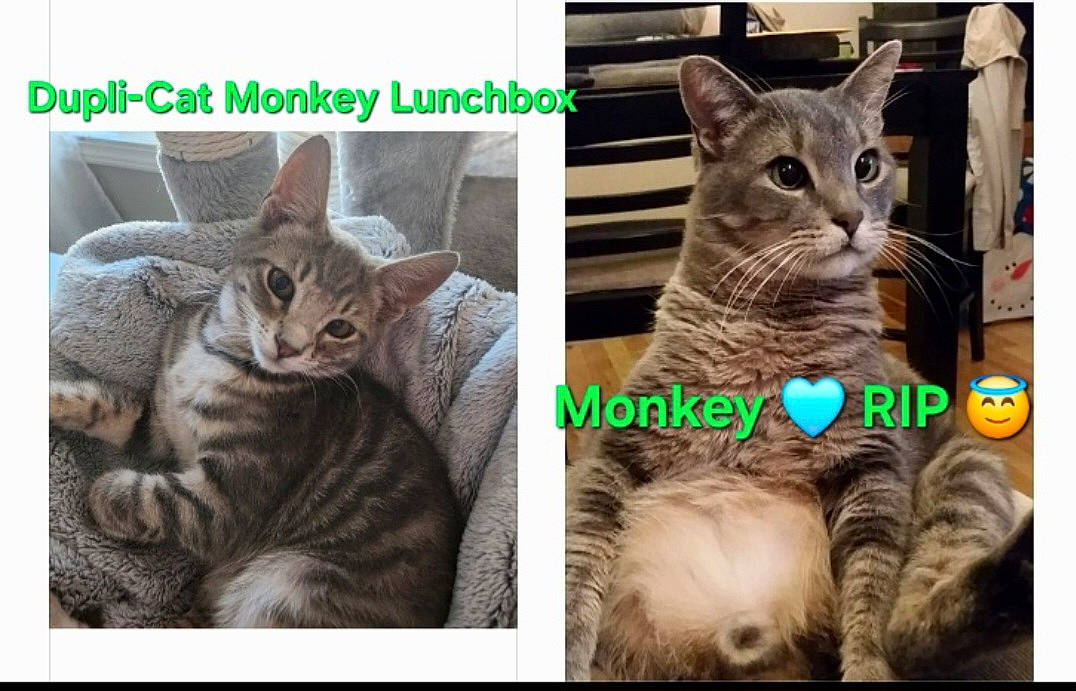 Dupli-cat Monkey Lunchbox