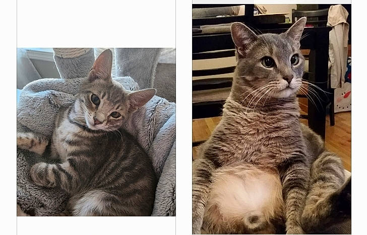 Dupli-cat Monkey Lunchbox is registered to the contest to win money with this photo: carnivore, cat, comfort, domestic_short_haired_cat, felidae, fur, gesture, internet_meme, paw, photo_caption, sharing, small_to_medium_sized_cats, snout, tail, terrestrial_animal, whiskers, wildlife