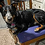 Moomoo joined the competition — help win amazing prizes! dog, indoor, chair, purple_cushion, wooden_furniture, carpet, pet_tag, black_and_tan, canine, looking_at_camera, paw, ears_up, pet, domestic_animal, fur, resting, living_room, curious, mischievous, companion