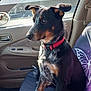 Moomoo is registered to the contest to win money with this photo: dog, car_interior, seat, collar, window, side_mirror, butterfly_pattern, pet, animal, sitting, calm, sunlight, door, leather, seat_cover, resting, looking_away, fur, ears, paw