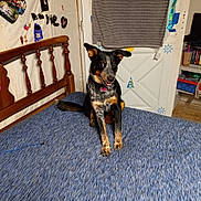 Moomoo is registered to the contest to win money with this photo: dog, bed, blue_bedspread, wooden_headboard, door, towel, wall_decorations, indoor, floor, sitting, pet, animal, happy, alert, collar, room, shelf, books, cup, floor_tile