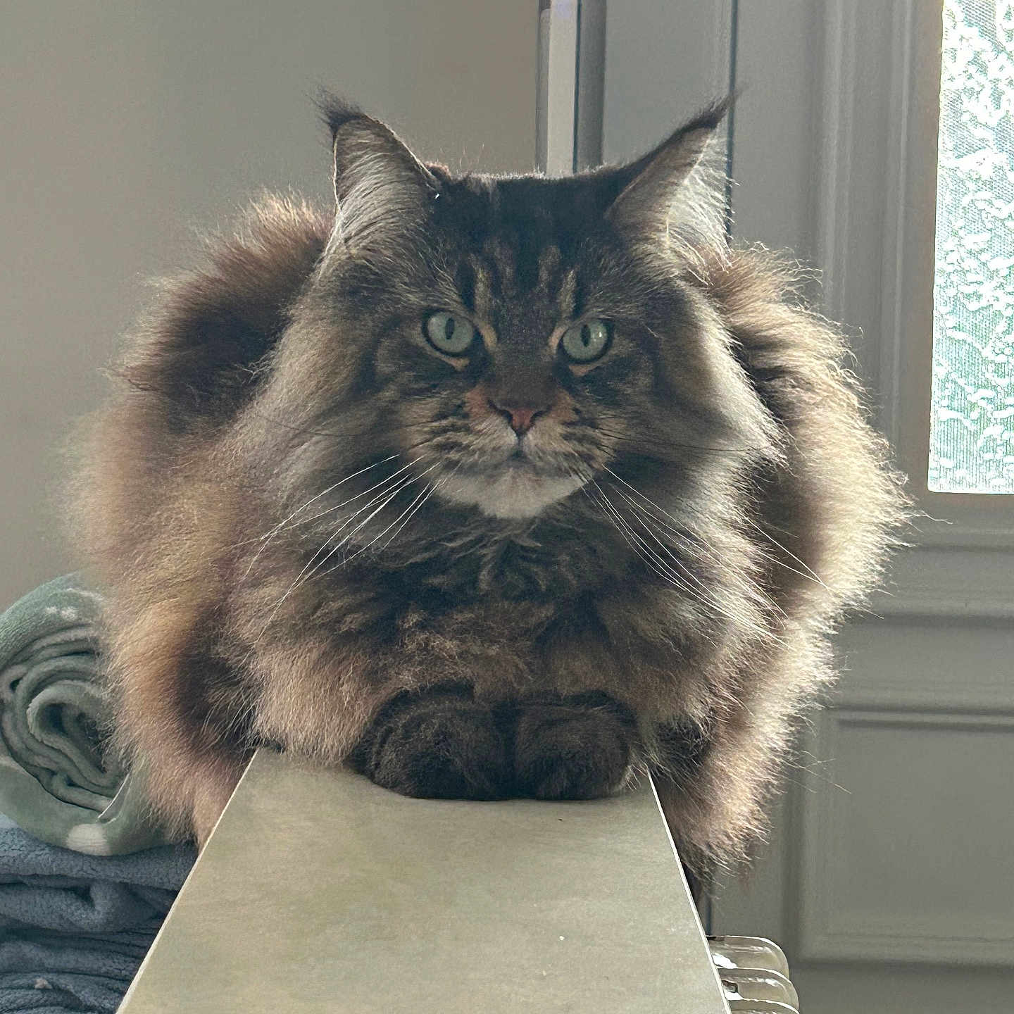 Paco a rejoint le concours — aidez-le/la à gagner de superbes lots ! abyssinian, angora, animal, box, cat, chair, couch, furniture, hardwood, homedecor, indoors, kitten, linen, manx, pet, plywood, shelf, siamese, slate, wood