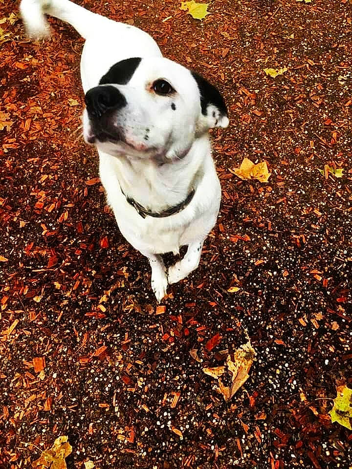 Lilly joined the competition — help win amazing prizes! asphalt, autumn, carnivore, companion_dog, dog, eye, fawn, grass, leaf, people_in_nature, plant, road_surface, sidewalk, soil, street_dog, tail, terrestrial_animal, tints_and_shades, tree, whiskers