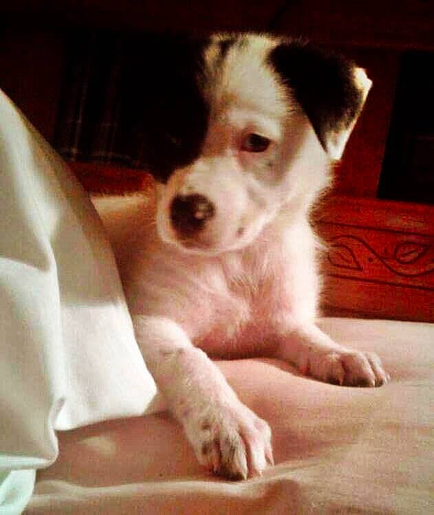 Lilly is registered to the contest to win money with this photo: carnivore, comfort, companion_dog, dog, dog_breed, fur, irishjacks, paw, puppy, sporting_group, terrestrial_animal, toy_dog, whiskers, wood, working_animal