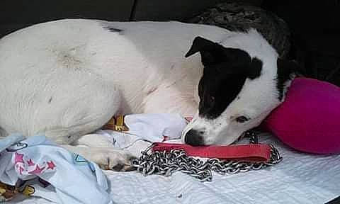 Lilly joined the competition — help win amazing prizes! ball, bed, carmine, carnivore, collar, comfort, companion_dog, dog, dog_breed, dog_supply, linens, nap, non_sporting_group, paw, terrestrial_animal, terrier, whiskers, working_animal