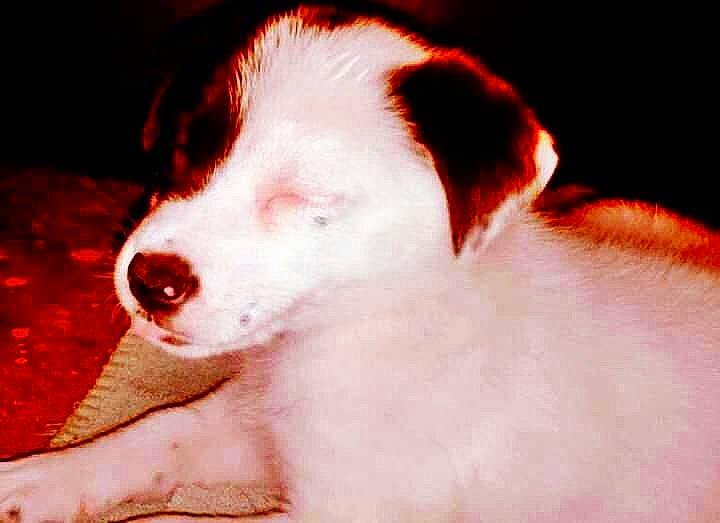 Lilly is registered to the contest to win money with this photo: canidae, carnivore, companion_dog, dog, dog_breed, fur, irishjacks, no_expression, non_sporting_group, puppy, sporting_group, street_dog, terrestrial_animal, whiskers, working_animal, working_dog