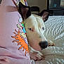 Snoopy is registered to the contest to win money with this photo: dog, white_dog, black_ears, bed, pajamas, cartoon_characters, person, indoor, resting, cozy, relaxed, paw, blanket, fabric, furniture, home, cute, animal, pet, companion