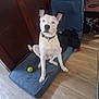 dog, indoor, blue_eyes, dog_bed, tennis_ball, wooden_floor, pet, collar, sitting, furniture, household_items, flooring, animal, canine, looking_up, domestic, resting_place, white_dog, ears_up, curious