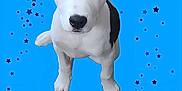 Snoopy is registered to the contest to win money with this photo: dog, puppy, white, black, blue_eyes, sitting, looking_up, bright_background, stars, sparkles, cute, animal, pet, portrait, isolated, four_legged, young, friendly, adorable, ears