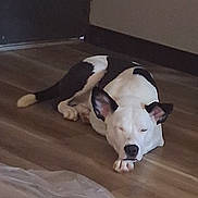 Snoopy joined the competition — help win amazing prizes! dog, black_and_white, lying_down, floor, wooden_floor, indoor, pet, canine, resting, ears_up, one_eye_closed, calm, domestic_animal, animal, paw, snout, quiet, companion, cute, relaxed