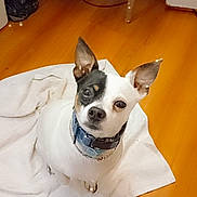 Zro joined the competition — help win amazing prizes! dog, small_dog, white_towel, wooden_floor, blue_collar, pet, indoor, curious, sitting, ears_up, black_and_white, household, chair, flooring, domestic, animal, companion, looking_up, alert, cute