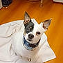 dog, small_dog, white_towel, wooden_floor, blue_collar, pet, indoor, curious, sitting, ears_up, black_and_white, household, chair, flooring, domestic, animal, companion, looking_up, alert, cute