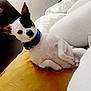 Zro is registered to the contest to win money with this photo: dog, pet, white, black_patch, collar, pillow, bed, indoor, resting, cute, small_dog, curious, ears_up, fur, animal, domestic, cozy, comfortable, lying_down, face