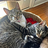 Poppy is registered to the contest to win money with this photo: cat, tabby, basket, pet, indoor, fur, whiskers, collar, cute, animal, relaxed, feline, cozy, sleeping_area, wood_floor, scratching_post, domestic, pair, closeup, resting