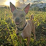 dog, small_dog, field, grass, sunlight, sun, clouds, outdoor, nature, collar, pet, happy, playful, animal, ears, tail, plant, greenery, sunset, portrait