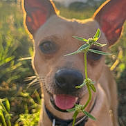 Bulleh is registered to the contest to win money with this photo: dog, canine, pet, animal, grass, plant, flower, nature, outdoor, sunlight, collar, ears, tongue, closeup, greenery, blurred_background, happy, summer, field, sniffing