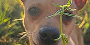 Bulleh is registered to the contest to win money with this photo: animal, blurred_background, canine, closeup, collar, dog, ears, field, flower, grass, greenery, happy, nature, outdoor, pet, plant, sniffing, summer, sunlight, tongue
