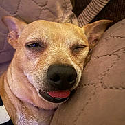 Bulleh is registered to the contest to win money with this photo: animal, brown_fur, close_up, comfort, cozy, cushion, cute, dog, ears, face, indoor, nose, pet, portrait, relaxed, resting, sleepy, snuggling, tongue_out, whiskers