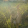 dog, grass, plant, sunlight, outdoor, nature, collar, pet, field, sunset, smiling, canine, animal, greenery, ears, happy, daylight, fur, flora, portrait
