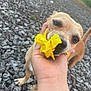 animal, brown_dog, canine, closeup, cute, daylight, dog, flower, friendly, gravel, hand, nature, outdoor, paw, pet, playful, small_dog, snout, tail, yellow_flower