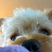 Biscuit is registered to the contest to win money with this photo: dog, close_up, fluffy, nose, eyes, pet, animal, curious, soft, blanket, indoor, warm_light, fur, muzzle, cute, portrait, companion, friendly, domestic, snout