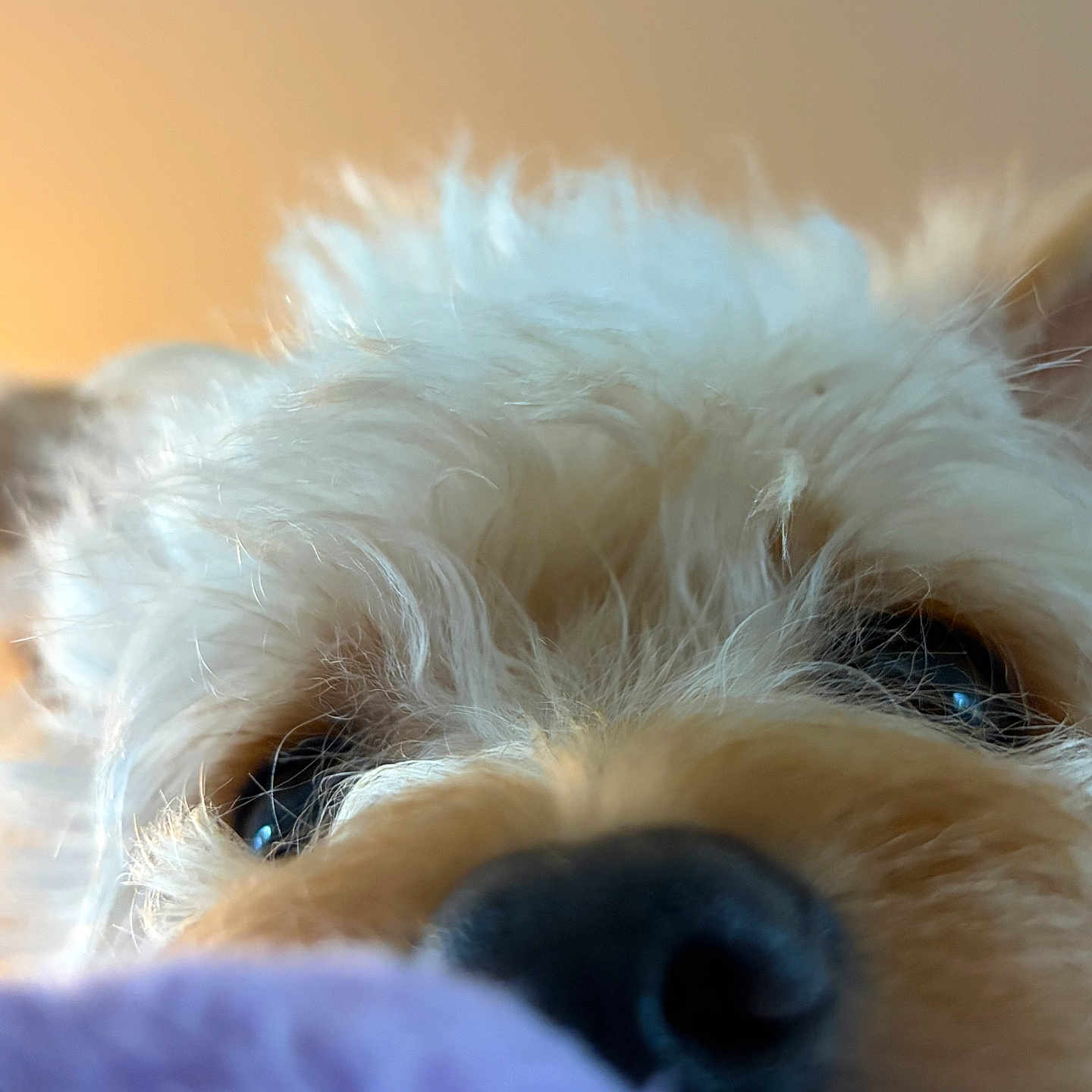 Biscuit is registered to the contest to win money with this photo: dog, close_up, fluffy, nose, eyes, pet, animal, curious, soft, blanket, indoor, warm_light, fur, muzzle, cute, portrait, companion, friendly, domestic, snout