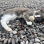 Tom is registered to the contest to win money with this photo: kitten, cat, sleeping, gray, white, paw, rocks, outdoor, animal, fur, cute, resting, nature, laying, small, young, pet, wildlife, mammal, closeup