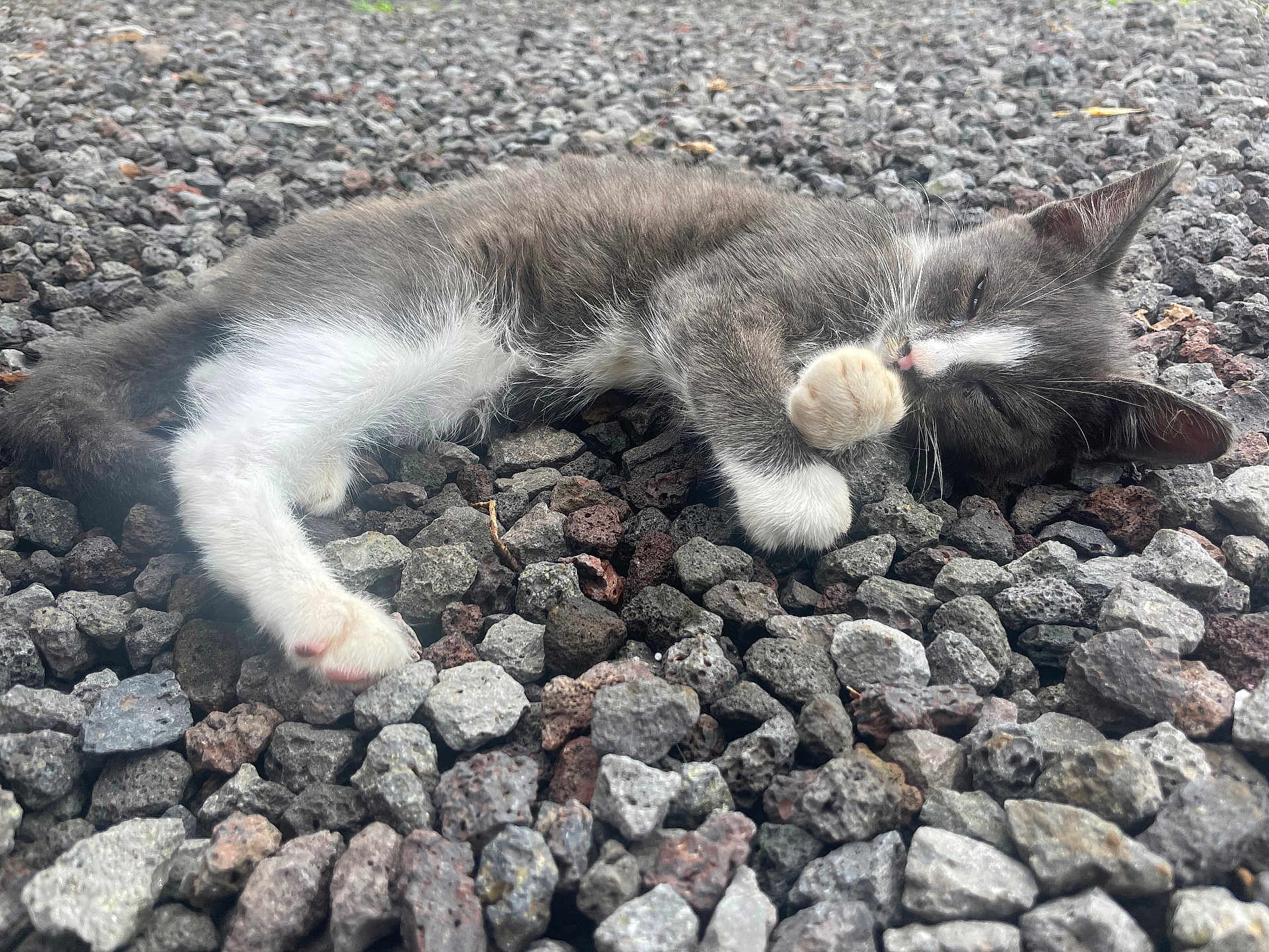 Tom