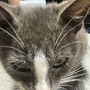 Tom is registered to the contest to win money with this photo: cat, close_up, gray_cat, white_stripe, whiskers, feline, pet, animal, indoor, soft_lighting, fur, ears, nose, face, blur, background_lights, domestic_cat, cute, portrait