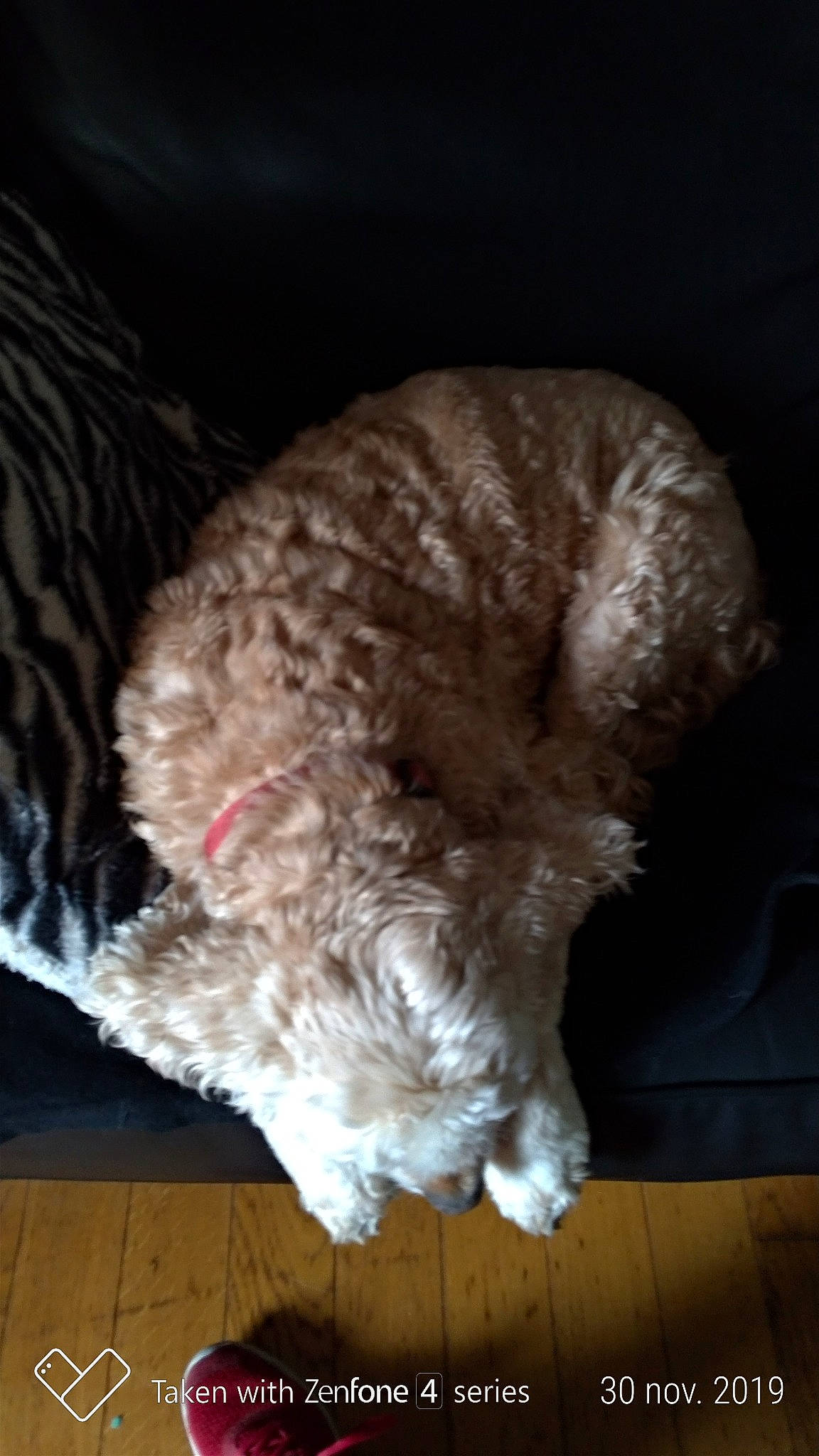 Pepito participe au concours pour gagner de l'argent avec cette photo : bolonka, canidae, carnivore, cavapoo, cockapoo, dog, dog_breed, fawn, goldendoodle, labradoodle, lagotto_romagnolo, miniature_poodle, non_sporting_group, poodle, puppy, schnoodle, sporting_group, terrier, toy_dog, toy_poodle