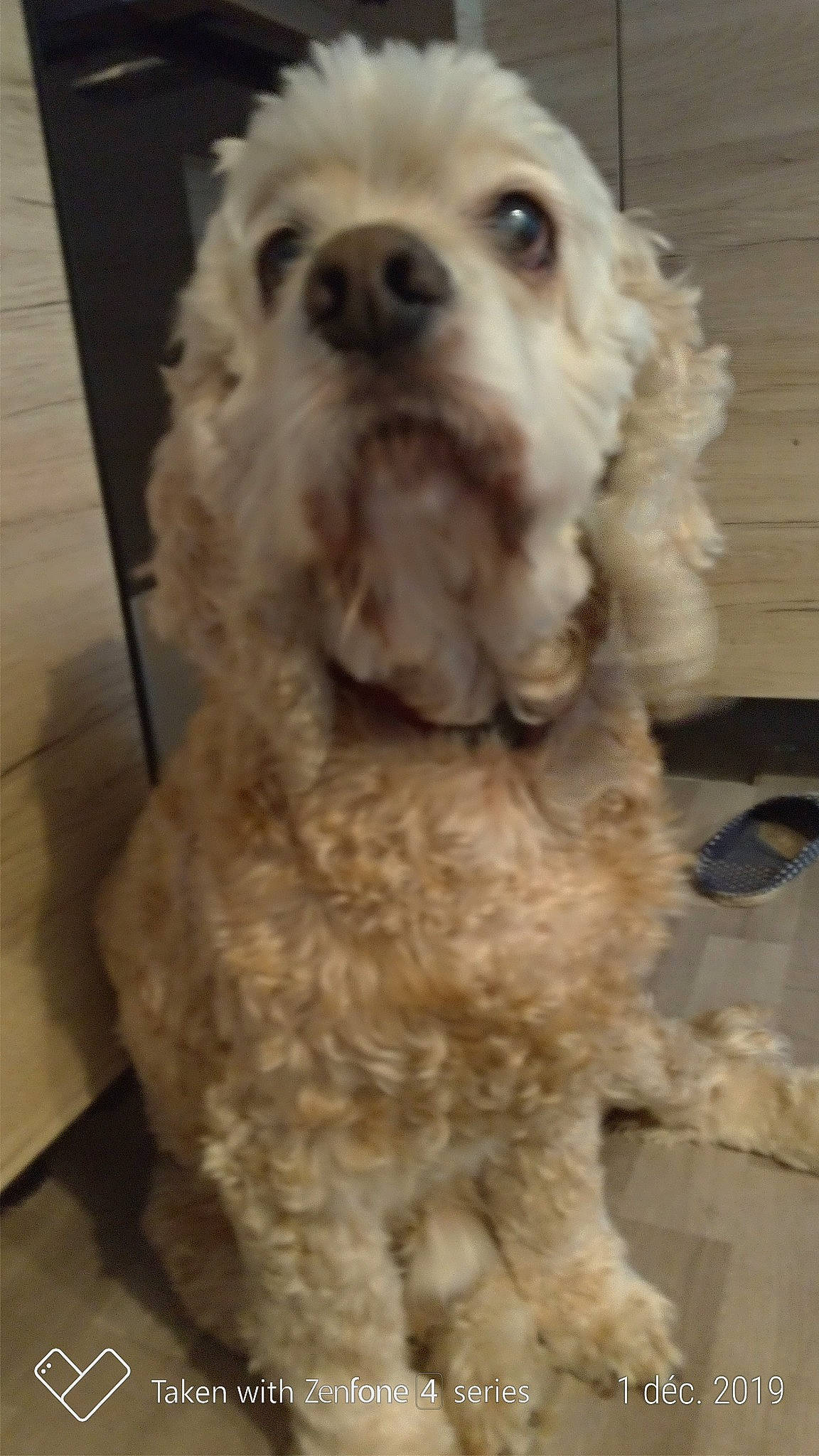 Pepito participe au concours pour gagner de l'argent avec cette photo : american_cocker_spaniel, canidae, carnivore, cavapoo, cockapoo, companion_dog, dog, dog_breed, dutch_smoushond, goldendoodle, havanese, maltepoo, mammal, poodle_crossbreed, schnoodle, snout, spaniel, sporting_group, toy_poodle, vertebrate