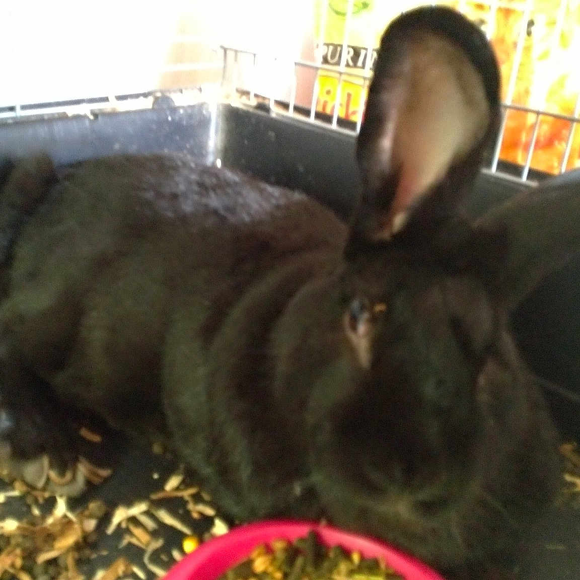 Pepito