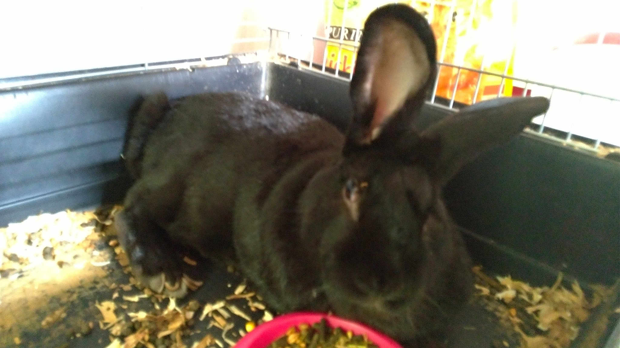 Pepito
