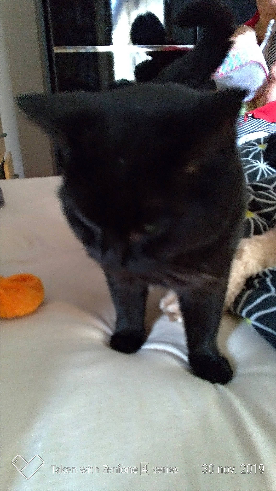 Pepito a rejoint le concours — aidez-le/la à gagner de superbes lots ! asian, black, black_cat, bombay, british_shorthair, carnivore, cat, domestic_short_haired_cat, fawn, felidae, fur, kitten, leg, mammal, schipperke, small_to_medium_sized_cats, tail, whiskers