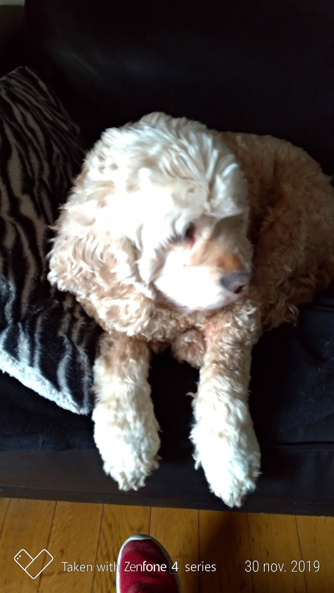 Ralf participe au concours pour gagner de l'argent avec cette photo : canidae, carnivore, cockapoo, companion_dog, dog, dog_breed, goldendoodle, labradoodle, lagotto_romagnolo, maltepoo, mammal, miniature_poodle, non_sporting_group, poodle, poodle_crossbreed, puppy, sporting_group, toy_dog, toy_poodle, vertebrate