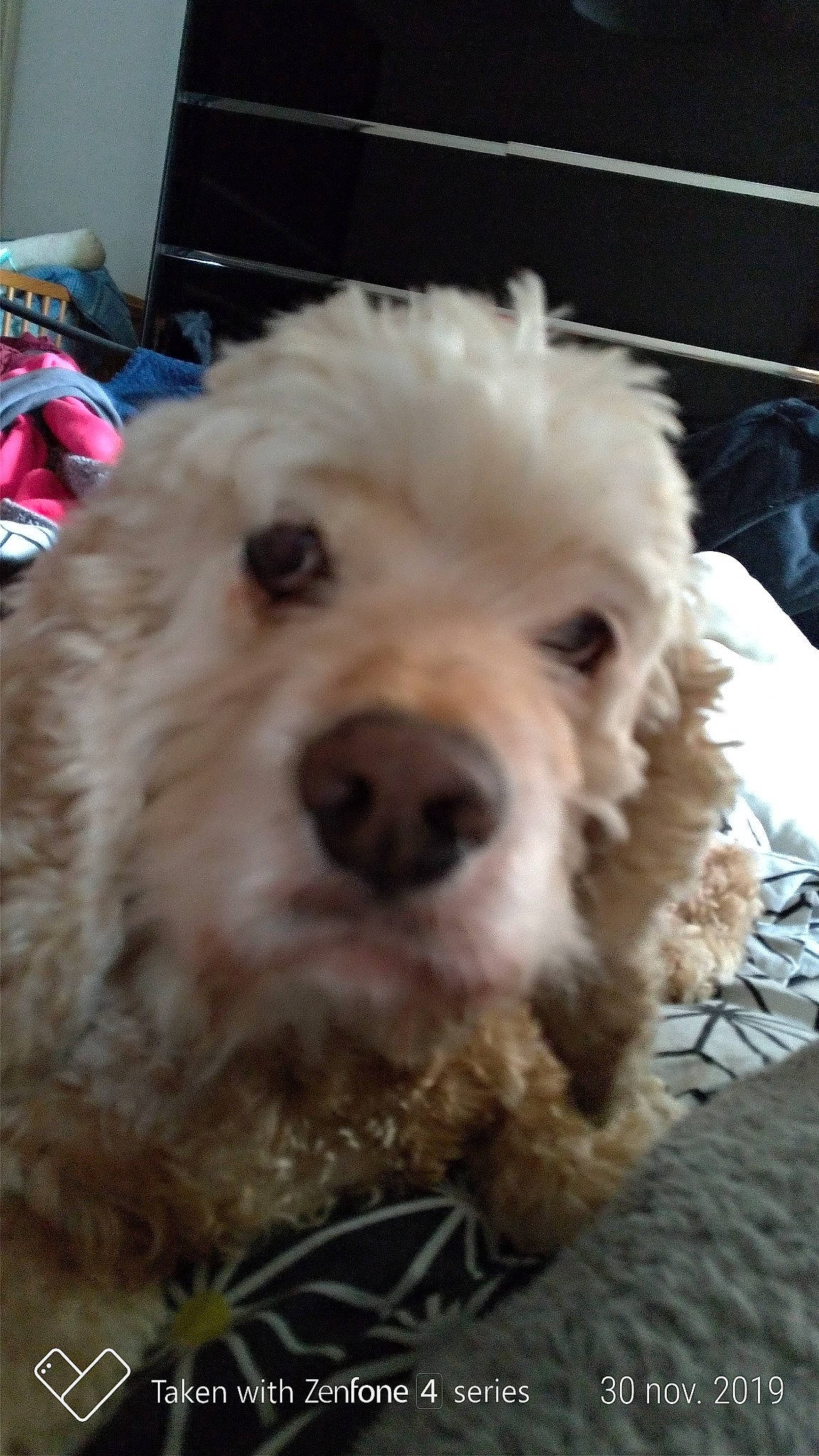 Ralf a rejoint le concours — aidez-le/la à gagner de superbes lots ! briquet_griffon_vendeen, canidae, carnivore, cockapoo, companion_dog, dog, dog_breed, goldendoodle, maltepoo, mammal, nose, poodle_crossbreed, puppy, schnoodle, snout, sporting_group, sporting_lucas_terrier, terrier, toy_poodle, vertebrate