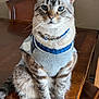 accessory, animal, blue_eyes, cat, chair, cozy, cute, domestic_animal, feline, fur, home, indoor, necklace, pet, portrait, sitting, striped, sweater, tabby, wooden_table