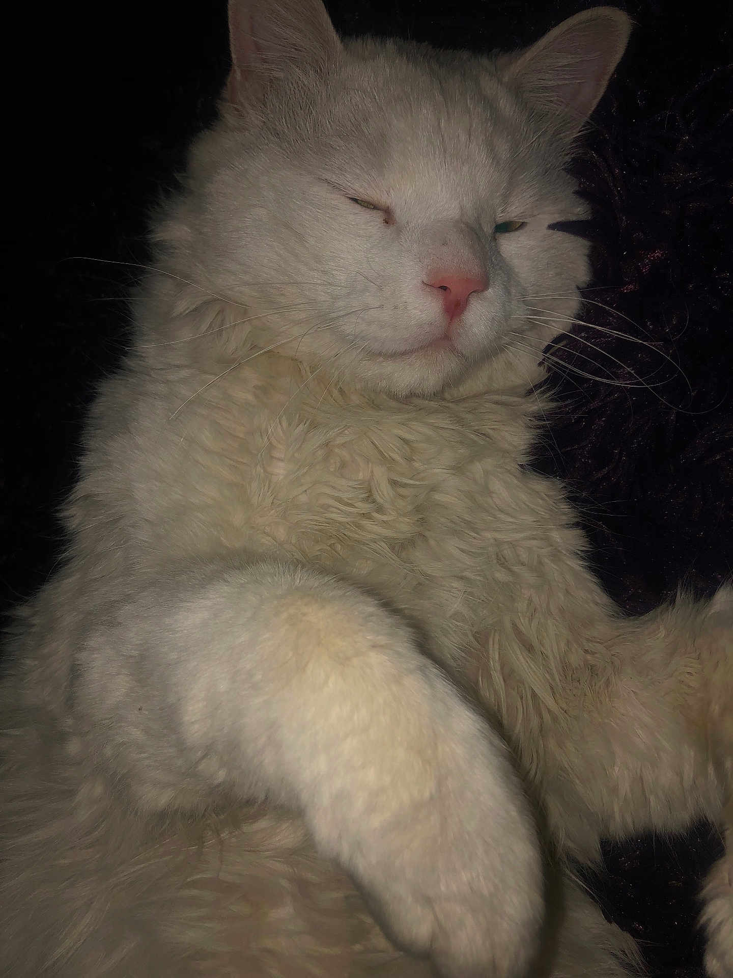 Mamine a rejoint le concours — aidez-le/la à gagner de superbes lots ! cat, white_cat, fluffy, pet, sleepy, close_up, paw, fur, animal, domestic_animal, cute, relaxed, whiskers, face, nose, ear, indoor, cozy, soft, portrait