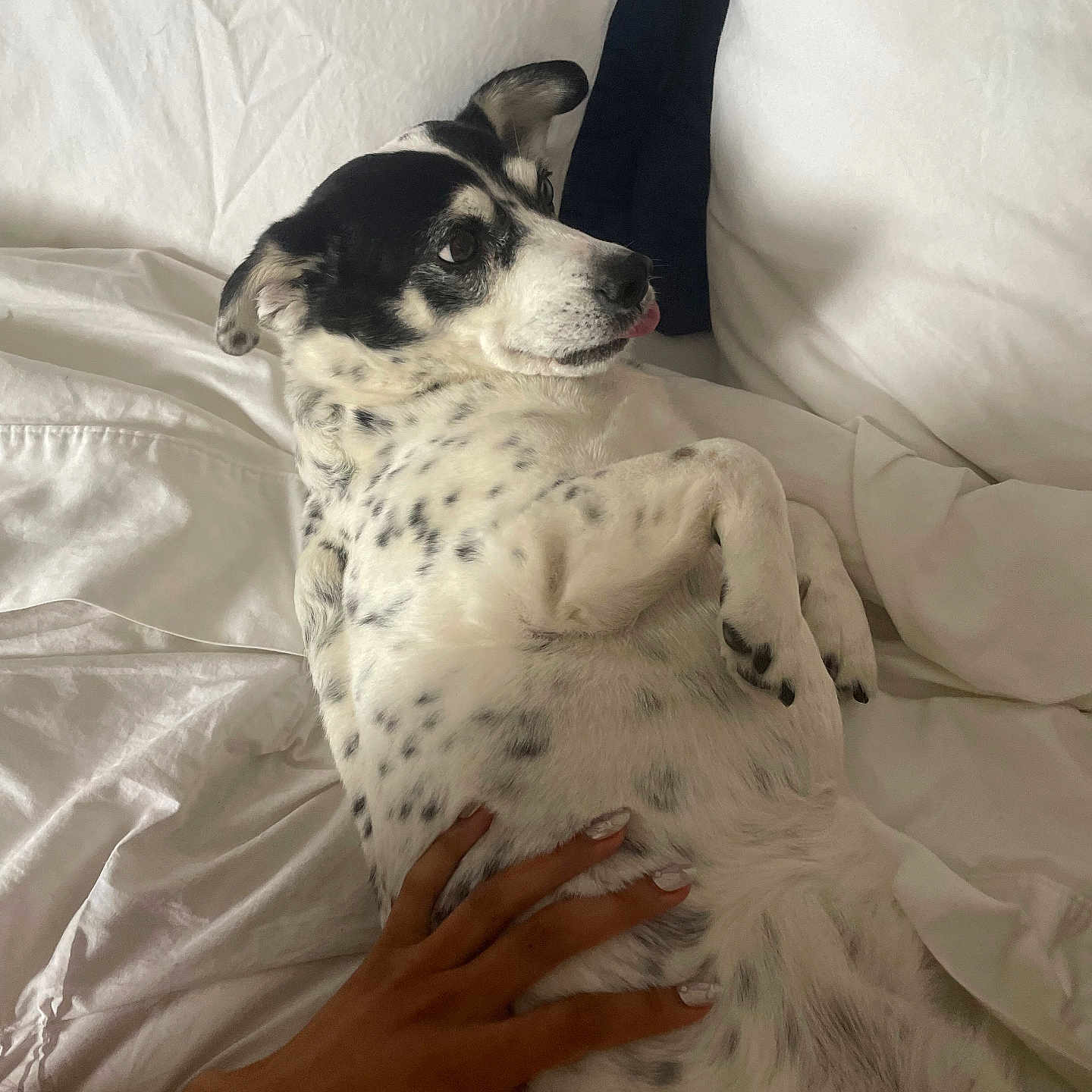 Suzie Q joined the competition — help win amazing prizes! dog, pet, bed, white_bedspread, hand, spotted_dog, relaxed, indoor, cute, lying_down, tongue_out, black_and_white, fur, animal, mammal, domestic_animal, paw, nail_polish, human_hand, comfort